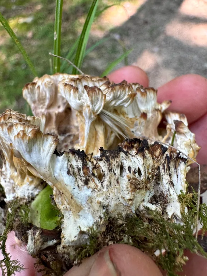 Foto yang diasosiasikan dengan Cotylidia pannosa pada iNaturalist