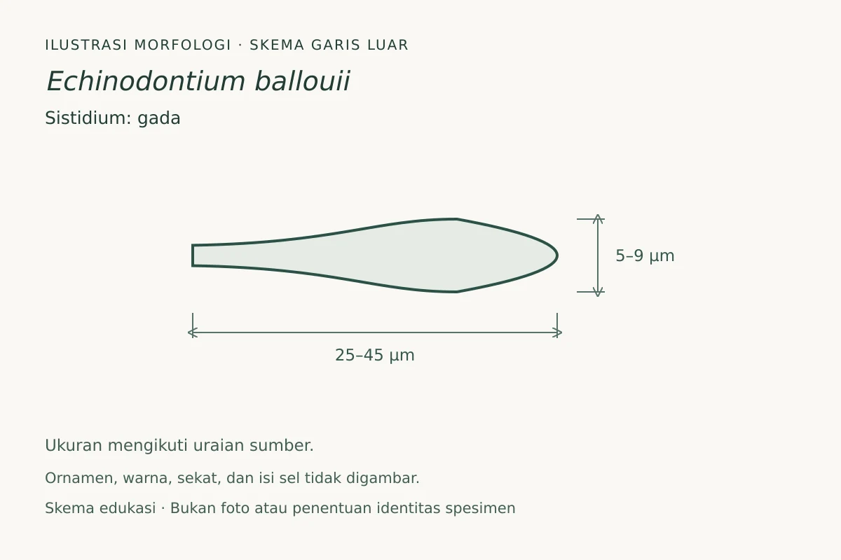Skema garis luar sistidium Echinodontium ballouii: gada, ukuran 25–45 × 5–9 µm