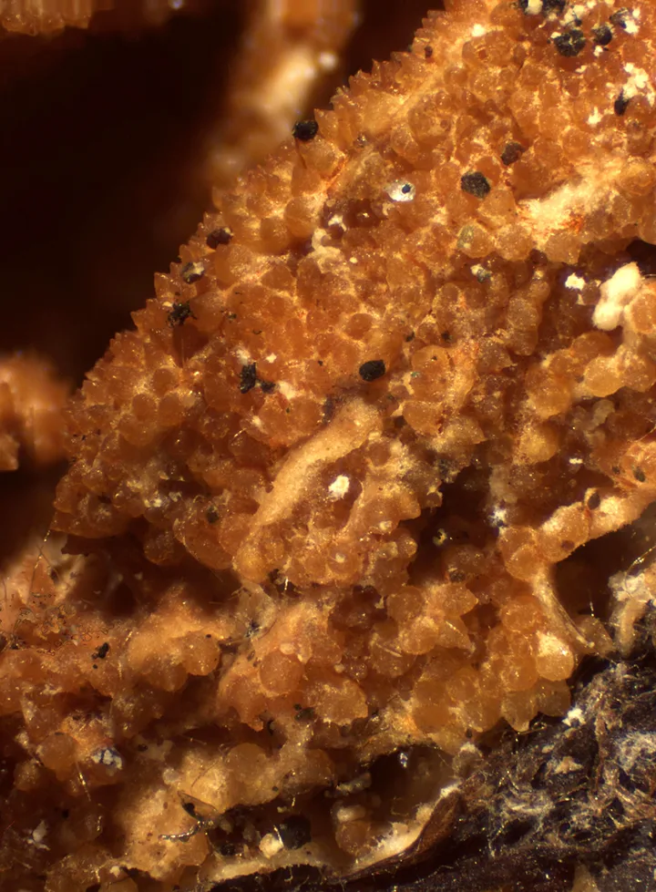 Foto yang diasosiasikan dengan Hypomyces aurantius pada iNaturalist
