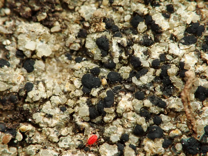 Foto yang diasosiasikan dengan Porpidia crustulata pada iNaturalist