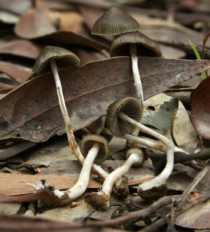 Foto yang diasosiasikan dengan Psilocybe tasmaniana pada iNaturalist
