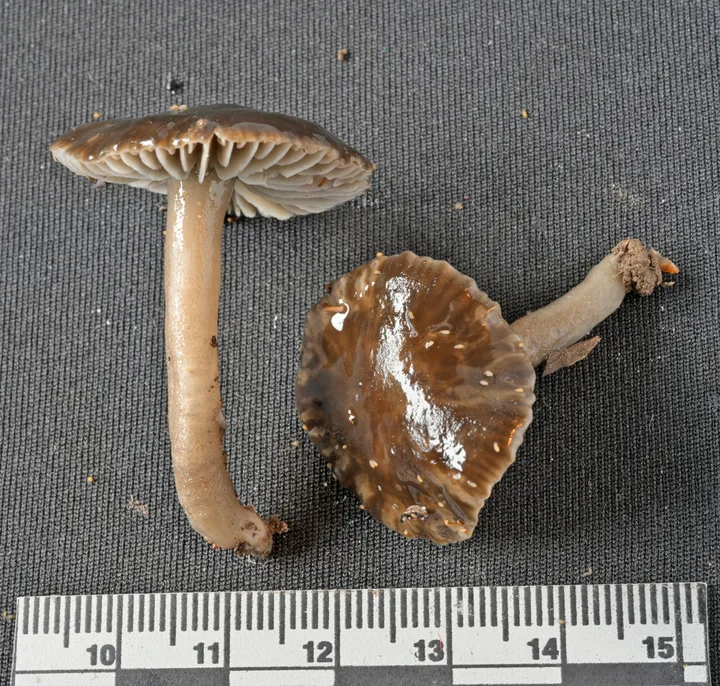 Foto yang diasosiasikan dengan Hygrocybe fumosogrisea pada iNaturalist