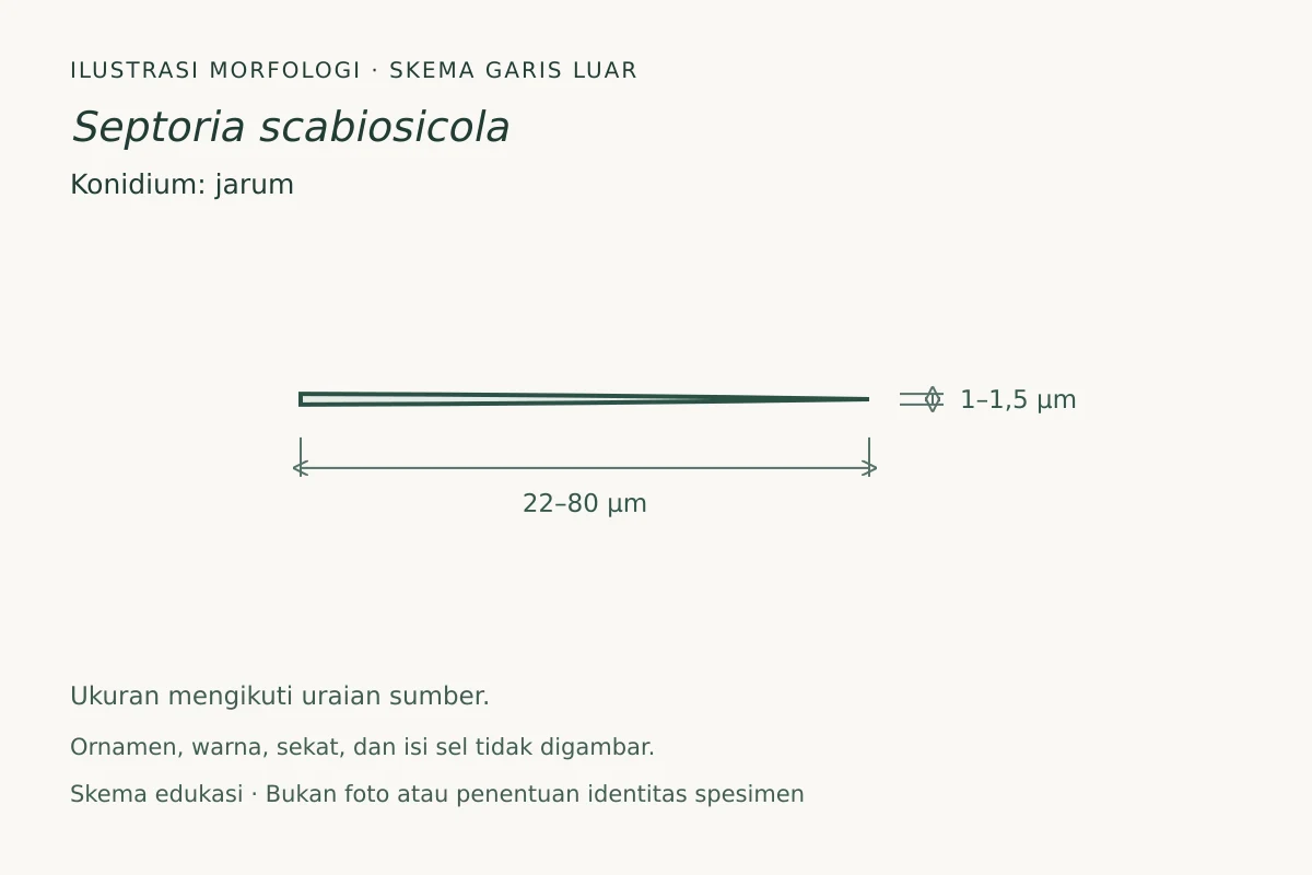 Skema garis luar konidium Septoria scabiosicola: jarum, ukuran 22–80 × 1–1,5 µm
