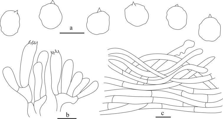 Ilustrasi basidiospora, basidia dan pileipellis Clitocella borealichinensis