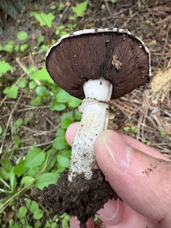 Foto yang diasosiasikan dengan Agaricus subfloccosus pada iNaturalist
