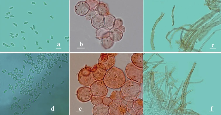 Pelat mikrograf komparatif; Phallus rigidiindusiatus ditampilkan pada panel d–e sesuai caption sumber.