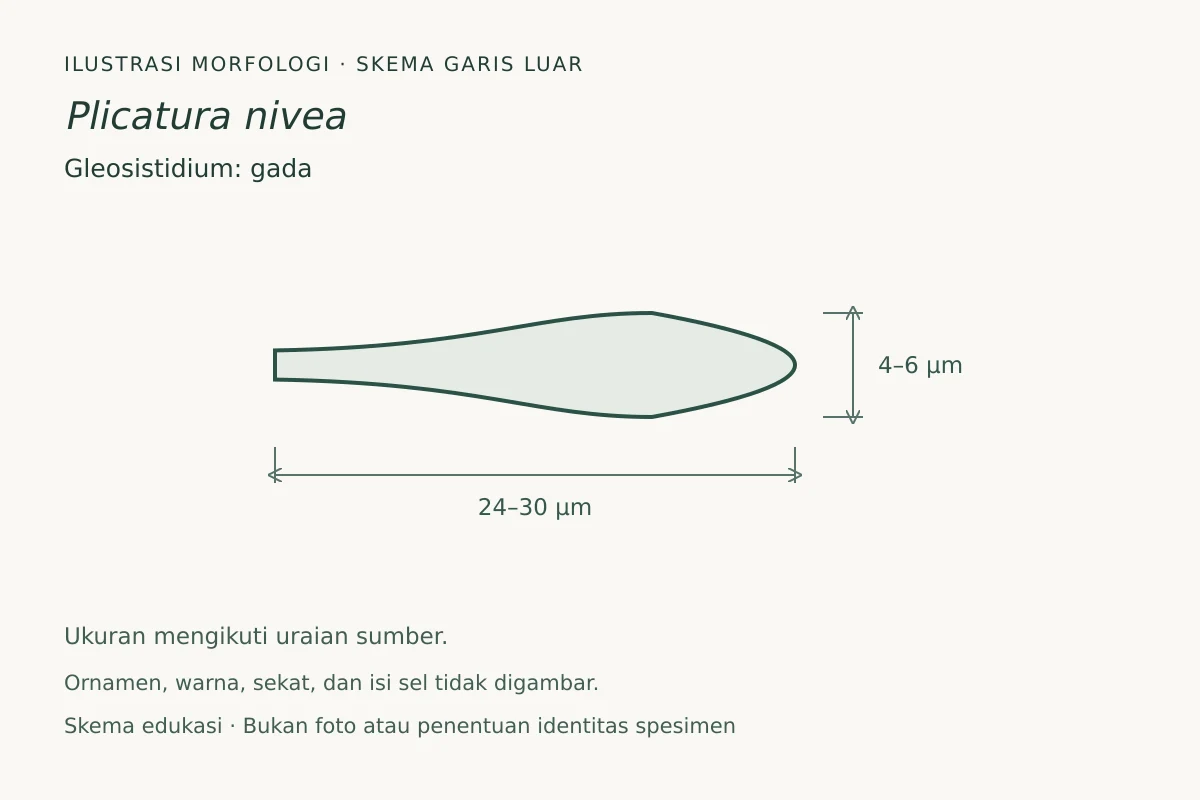 Skema garis luar gleosistidium Plicatura nivea: gada, ukuran 24–30 × 4–6 µm