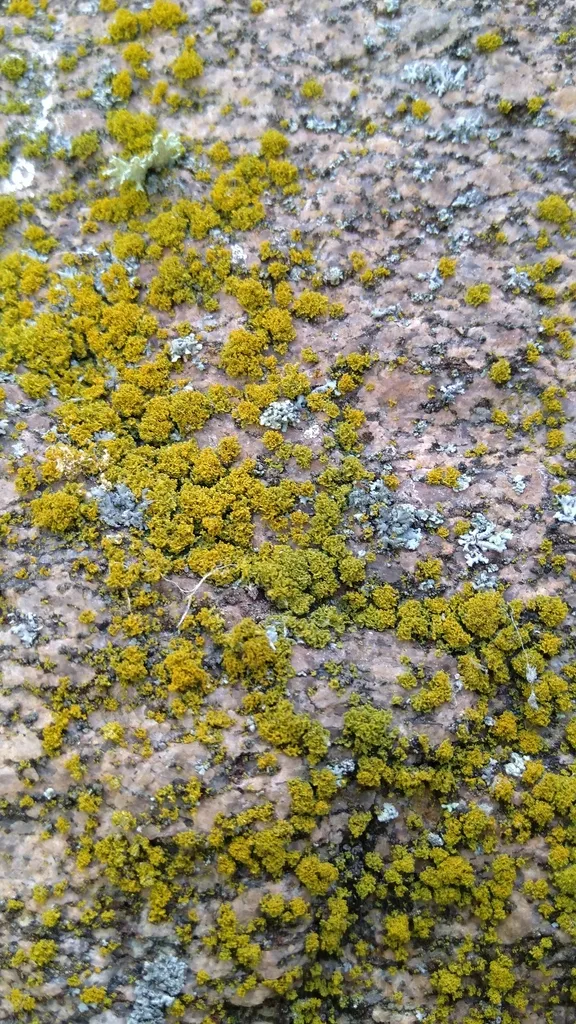 Foto yang diasosiasikan dengan Polycauliona candelaria pada iNaturalist
