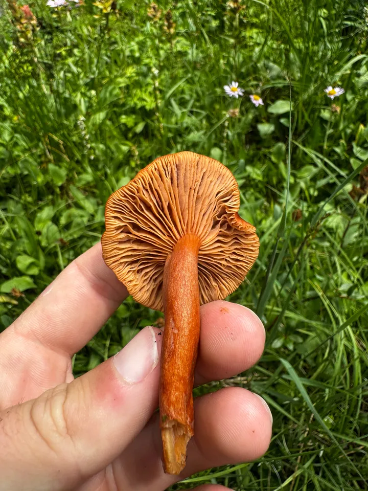 Foto yang diasosiasikan dengan Lactarius badiosanguineus pada iNaturalist