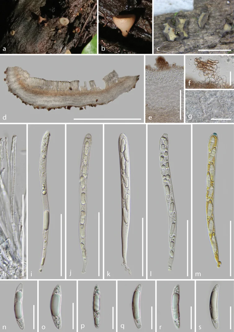 Pelat ilmiah Tatraea yunnanensis menurut sumber