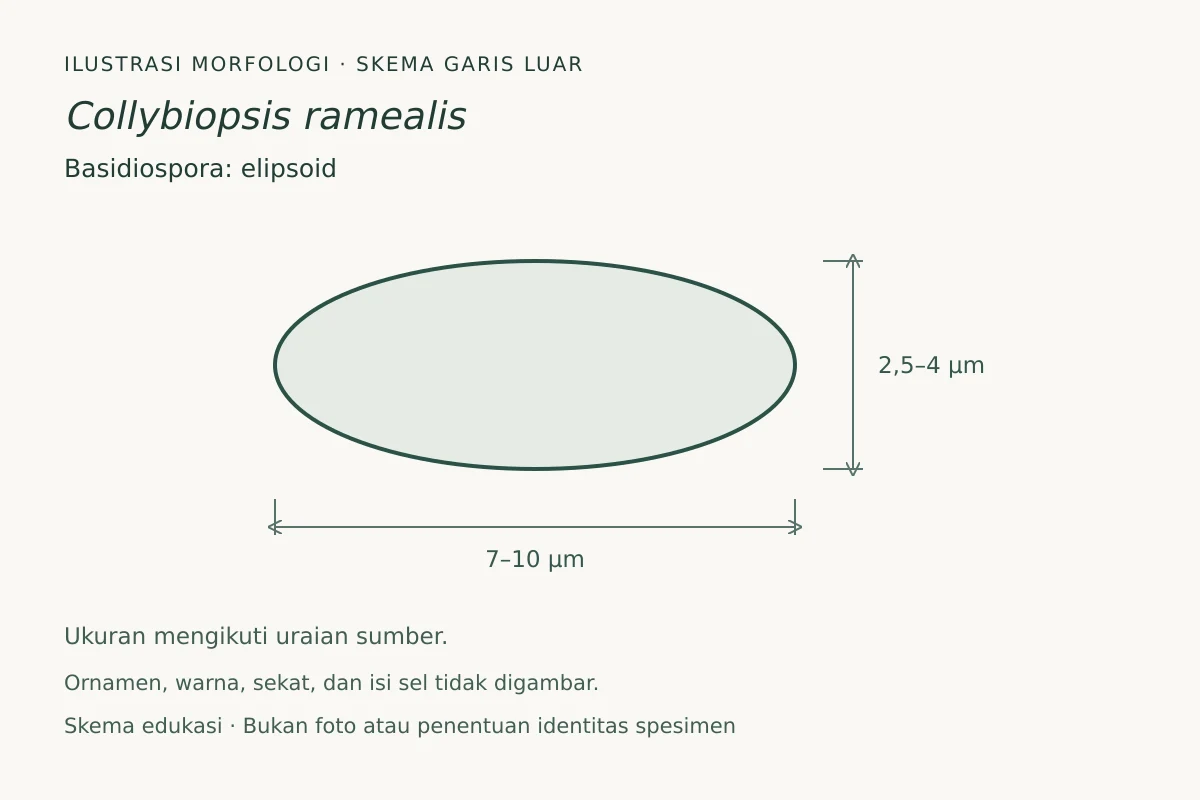 Skema garis luar basidiospora Collybiopsis ramealis: elipsoid, ukuran 7–10 × 2,5–4 µm