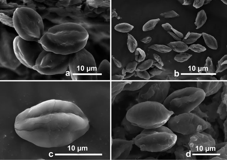 Mikrograf SEM basidiospora Rossbeevera griseobrunnea pada panel c–d; panel a–b menunjukkan R. bispora.