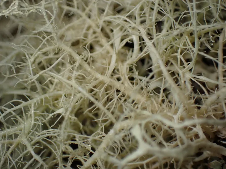 Foto yang diasosiasikan dengan Usnea glabrata pada iNaturalist