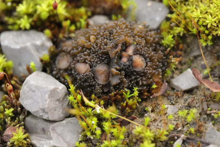 Foto yang diasosiasikan dengan Enchylium tenax pada iNaturalist