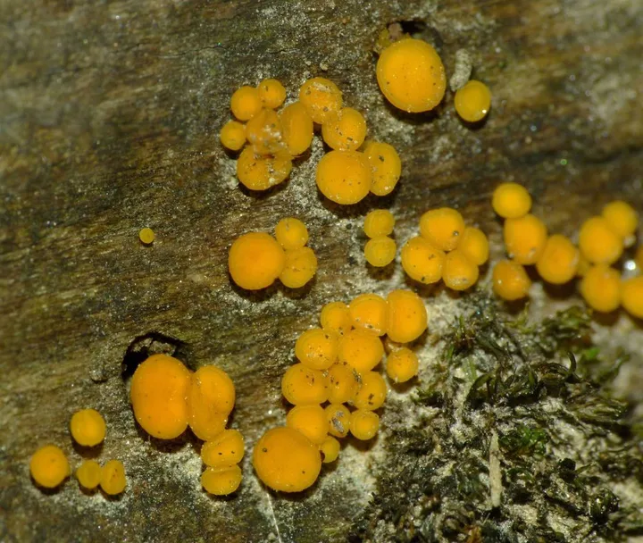 Foto yang diasosiasikan dengan Calycina citrina pada iNaturalist