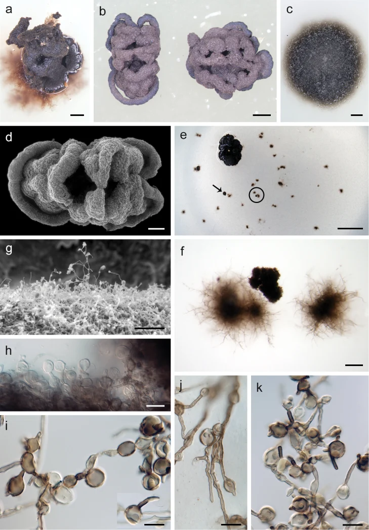 Pelat ilmiah Posidoniomyces atricolor menurut sumber