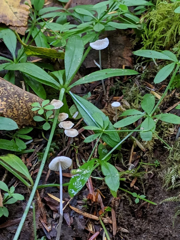 Foto yang diasosiasikan dengan Mycena stylobates pada iNaturalist