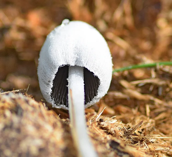 Foto yang diasosiasikan dengan Coprinopsis nivea pada iNaturalist