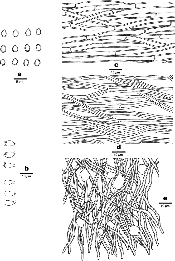 Pelat ilmiah Phylloporia crystallina menurut sumber