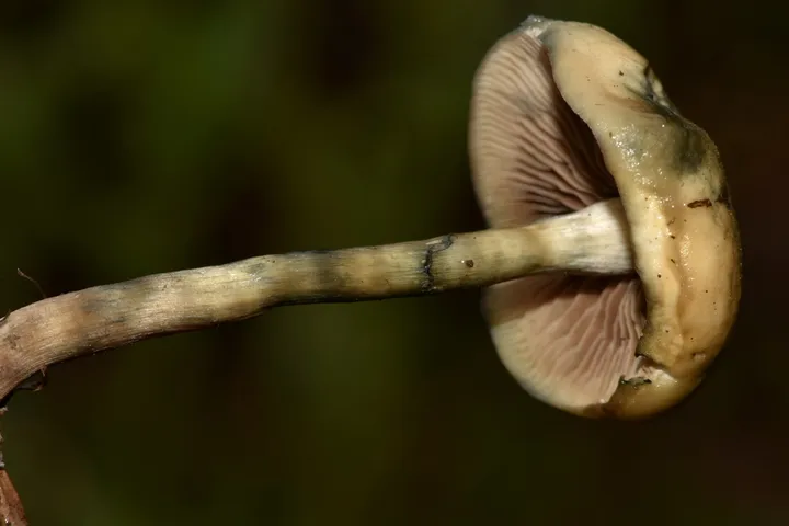 Foto yang diasosiasikan dengan Psilocybe mescaleroensis pada iNaturalist