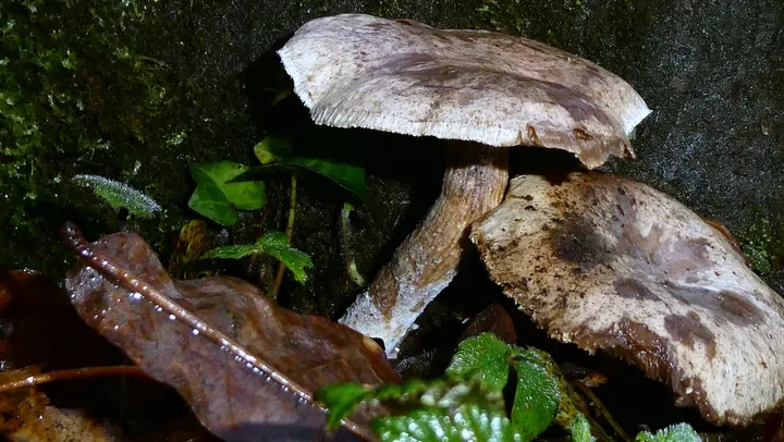 Foto yang diasosiasikan dengan Neolentinus adhaerens pada iNaturalist
