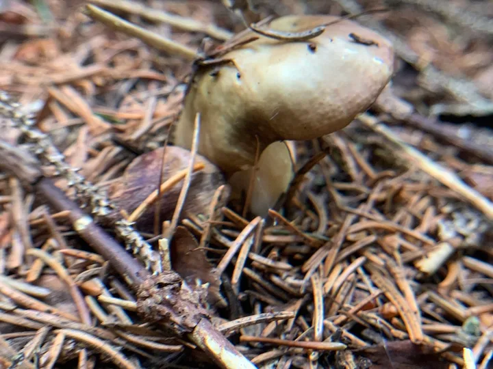 Foto yang diasosiasikan dengan Russula nauseosa pada iNaturalist