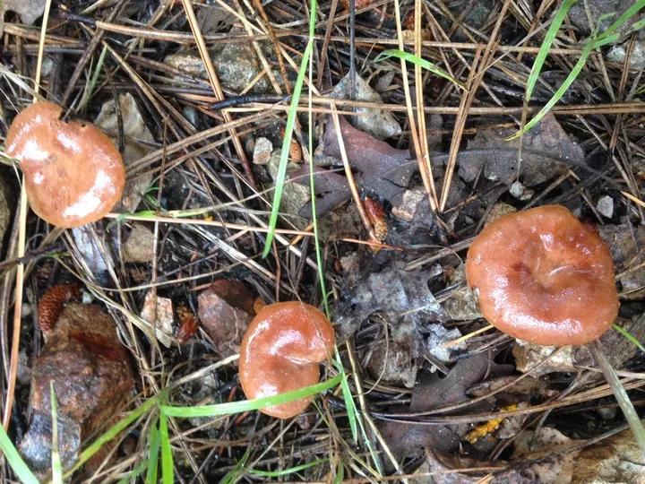 Foto yang diasosiasikan dengan Bonomyces sinopicus pada iNaturalist