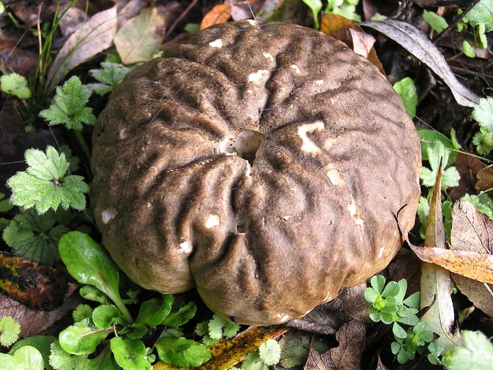 Foto yang diasosiasikan dengan Calvatia craniiformis pada iNaturalist