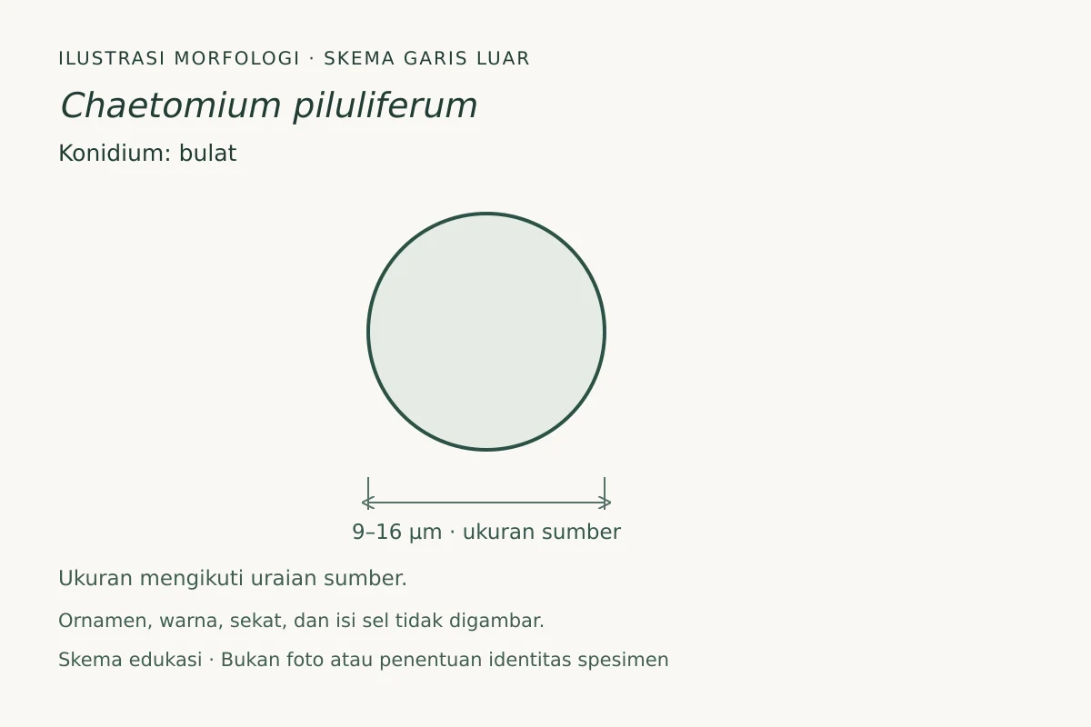 Skema garis luar konidium Chaetomium piluliferum: bulat, ukuran 9–16 µm