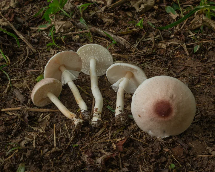 Foto yang diasosiasikan dengan Agaricus subrufescens pada iNaturalist