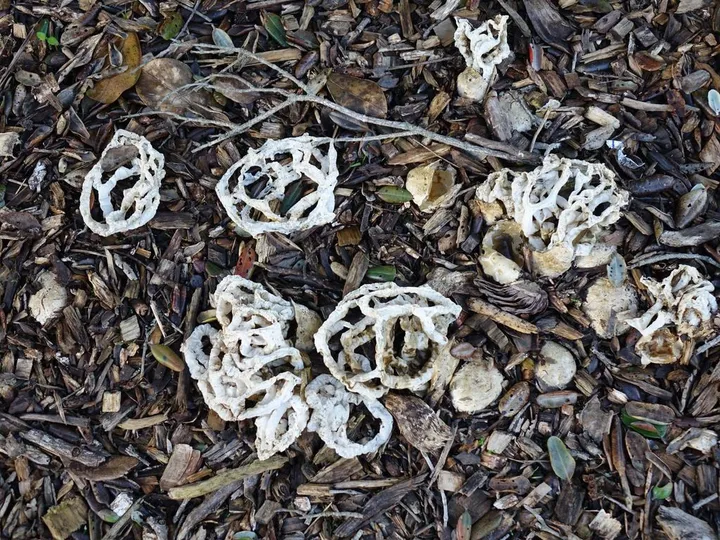 Foto yang diasosiasikan dengan Ileodictyon cibarium pada iNaturalist