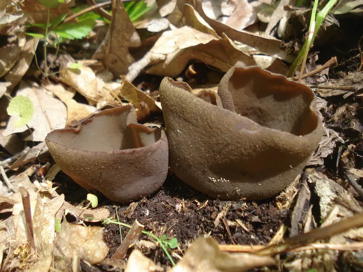Foto yang diasosiasikan dengan Phylloscypha phyllogena pada iNaturalist