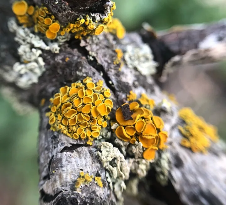 Foto yang diasosiasikan dengan Polycauliona polycarpa pada iNaturalist