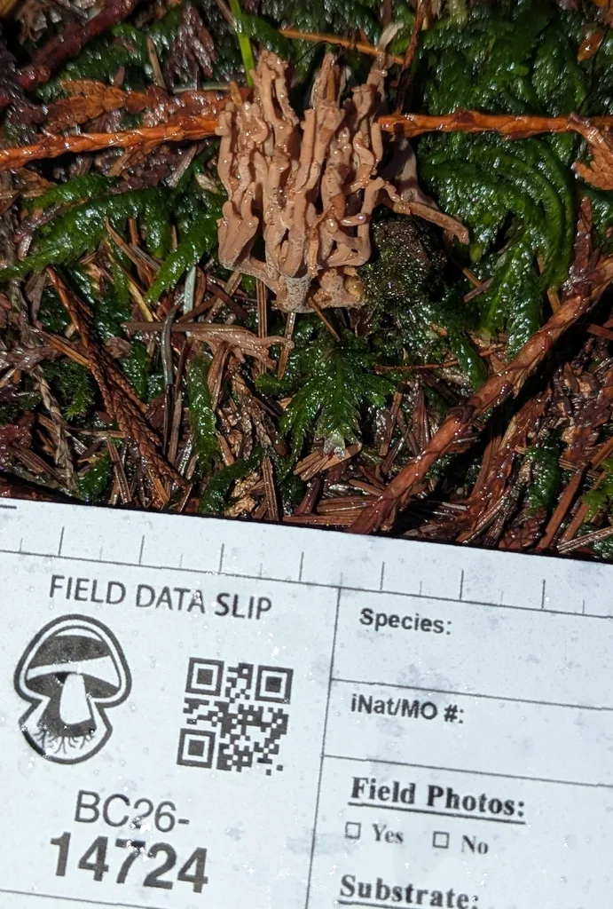 Foto yang diasosiasikan dengan Ramaria rubella pada iNaturalist