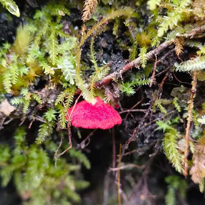 Foto yang diasosiasikan dengan Cortinarius vinicolor pada iNaturalist