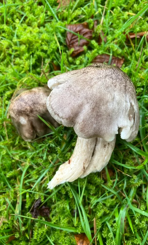 Foto yang diasosiasikan dengan Tricholoma sciodes pada iNaturalist