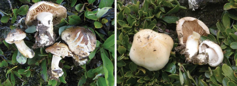 Pelat ilmiah Hebeloma alpinum menurut sumber