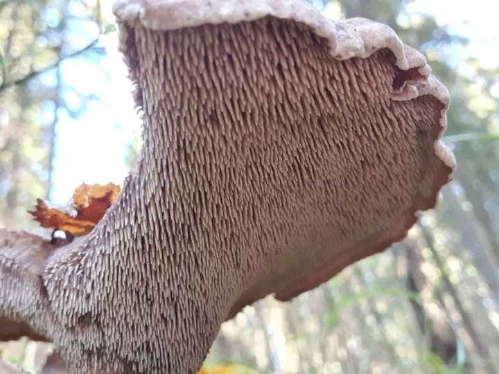 Foto yang diasosiasikan dengan Sarcodon imbricatus pada iNaturalist