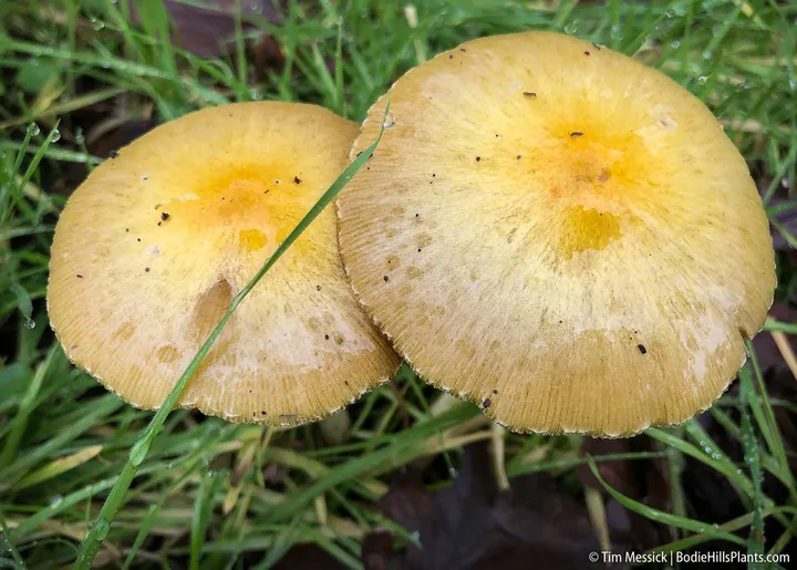 Foto yang diasosiasikan dengan Bolbitius titubans pada iNaturalist