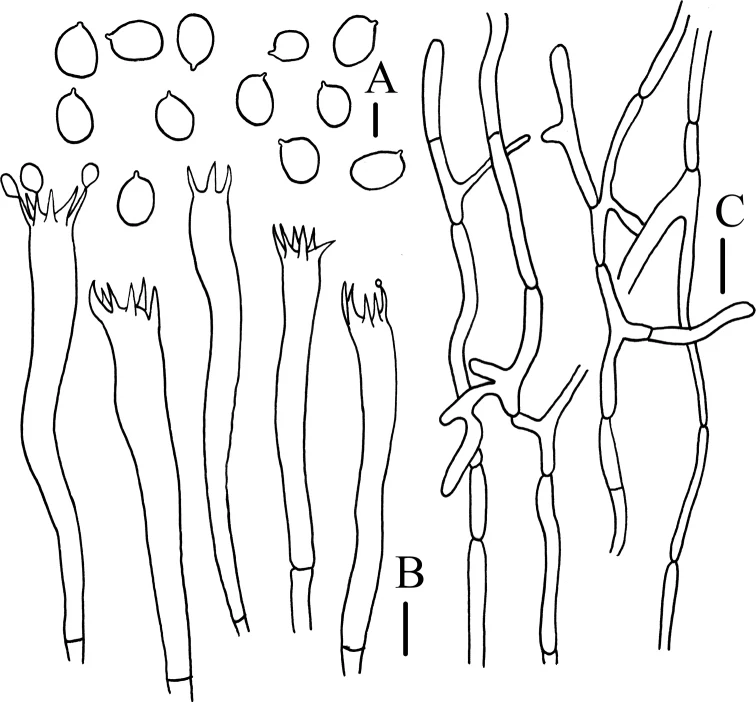 Ilustrasi spora, basidia dan pileipellis Craterellus connatus