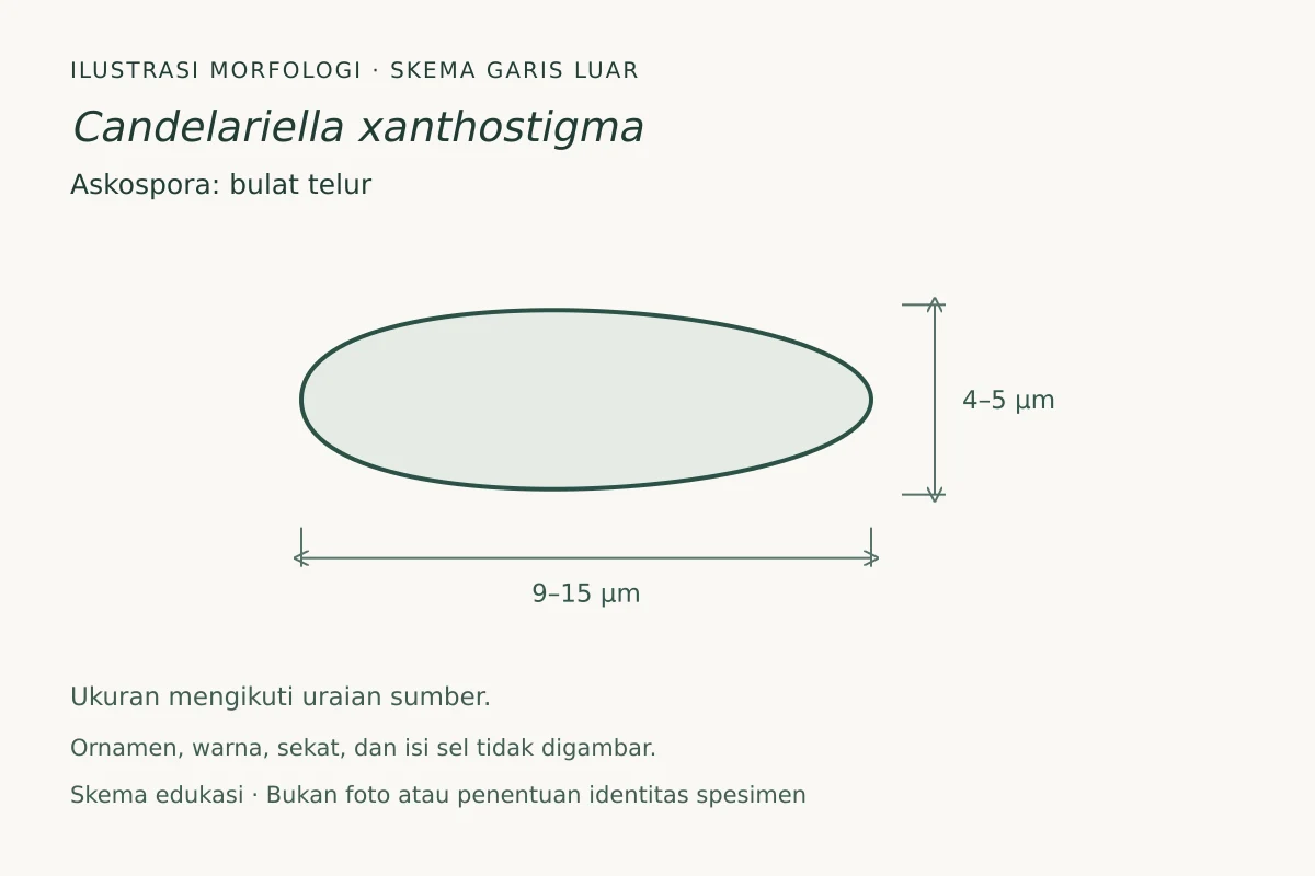 Skema garis luar askospora Candelariella xanthostigma: bulat telur, ukuran 9–15 × 4–5 µm