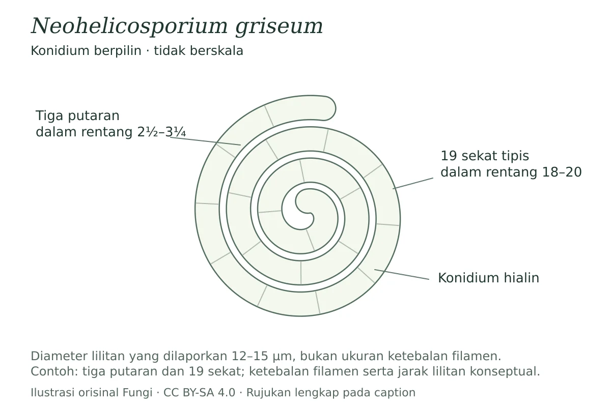 Konidium Neohelicosporium griseum berpilin tiga putaran dengan 19 sekat tipis sebagai contoh rentang sumber; skema tidak berskala