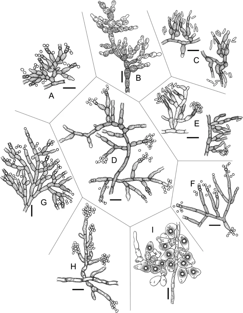 Konidiofor dan konidium Neobelonopsis multiguttata pada panel F; panel lain menunjukkan spesies pembanding.