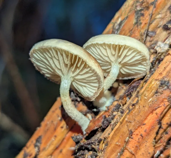 Foto yang diasosiasikan dengan Pholiota scamba pada iNaturalist