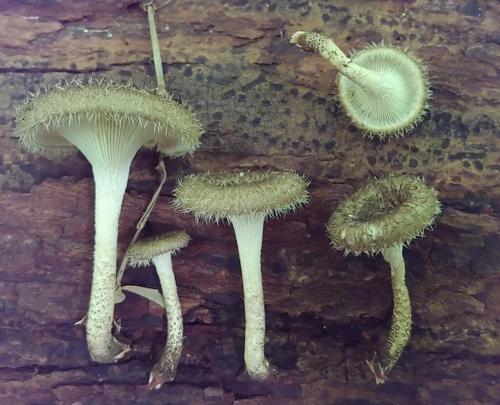 Foto yang diasosiasikan dengan Lentinus crinitus pada iNaturalist