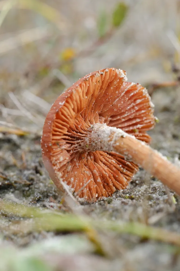 Foto yang diasosiasikan dengan Laccaria maritima pada iNaturalist