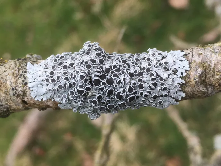 Foto yang diasosiasikan dengan Physcia aipolia pada iNaturalist