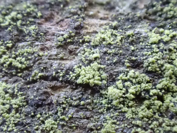 Foto yang diasosiasikan dengan Micarea viridileprosa pada iNaturalist