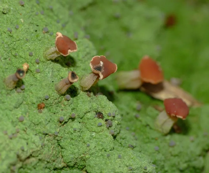 Foto yang diasosiasikan dengan Baeomyces heteromorphus pada iNaturalist