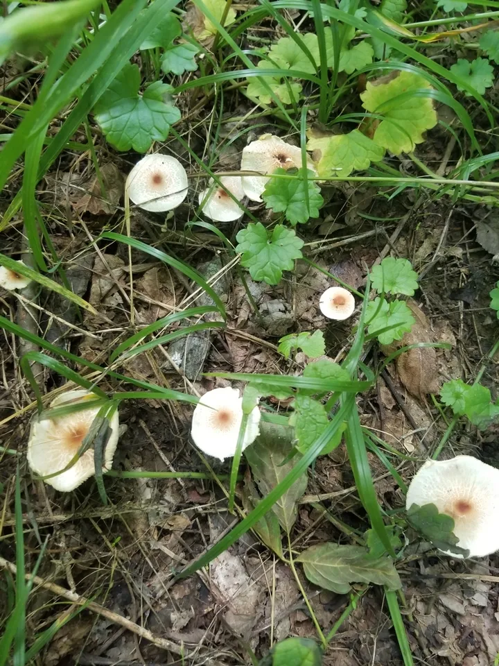 Foto yang diasosiasikan dengan Lepiota cristata pada iNaturalist